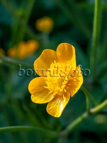 460044 - Woolly buttercup (Ranunculus lanuginosus)