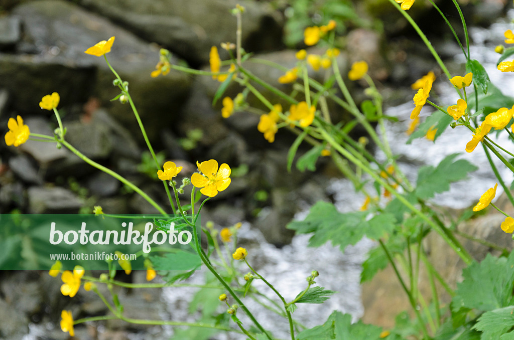 508070 - Woolly buttercup (Ranunculus lanuginosus)