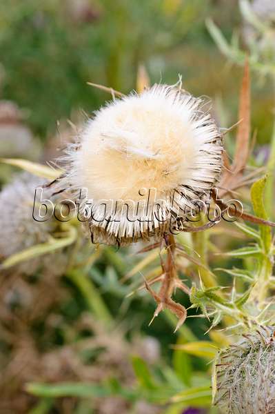 475011 - Woolly thistle (Cirsium eriophorum)