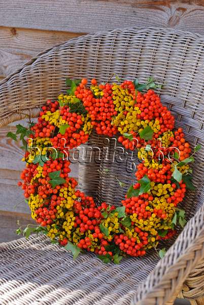 483020 - Wreath made of rowan (Sorbus aucuparia), common tansy (Tanacetum vulgare) and common ivy (Hedera helix)
