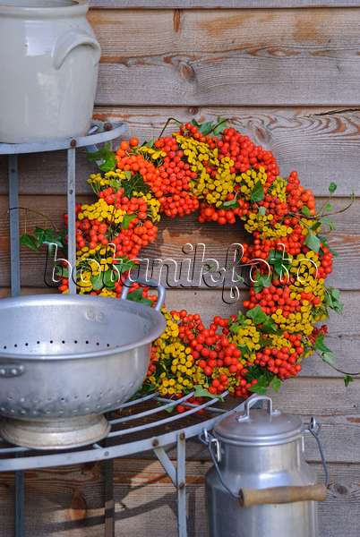 483021 - Wreath made of rowan (Sorbus aucuparia), common tansy (Tanacetum vulgare) and common ivy (Hedera helix)