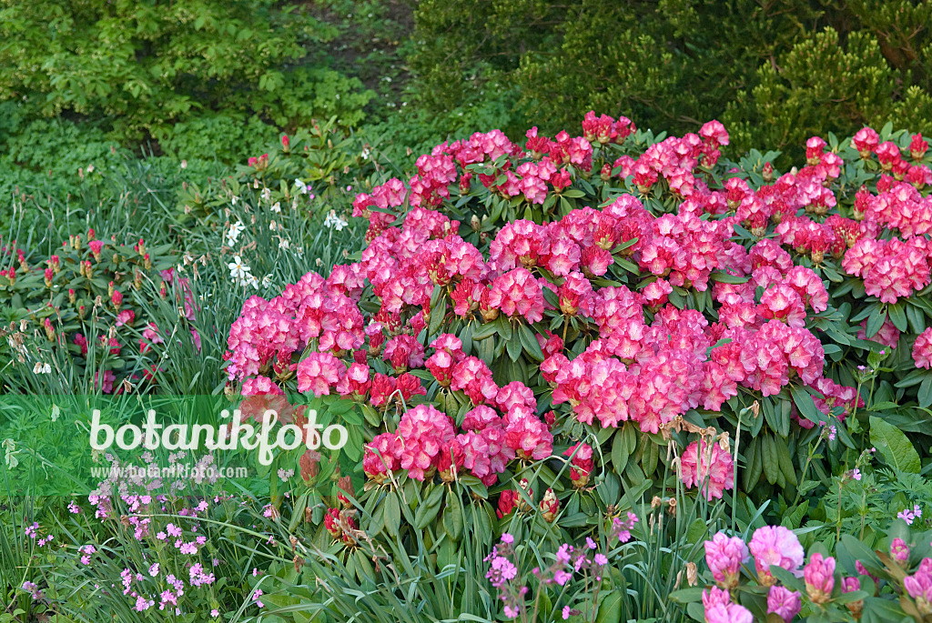 502405 - Yakushima rhododendron (Rhododendron degronianum subsp. yakushimanum 'Fantastica')