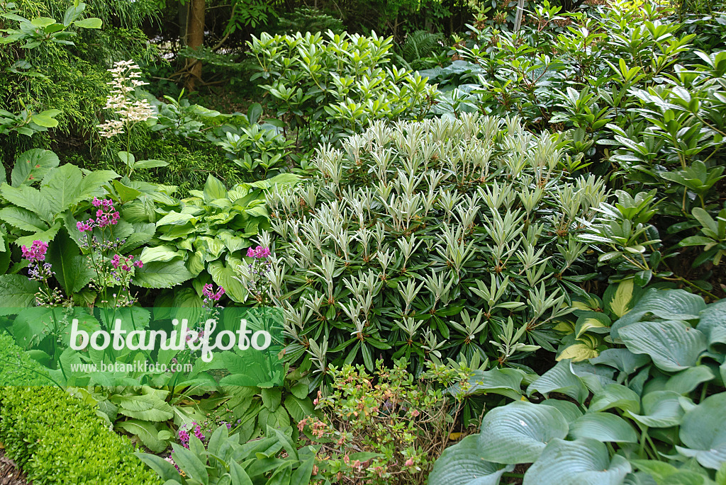 517233 - Yakushima rhododendron (Rhododendron degronianum subsp. yakushimanum)