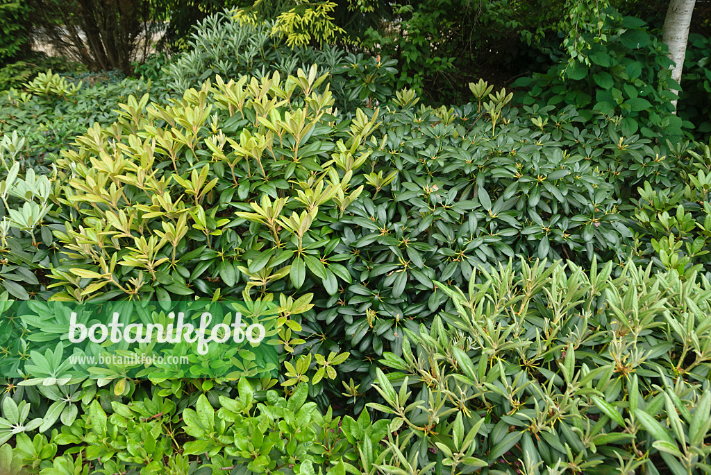 517235 - Yakushima rhododendron (Rhododendron degronianum subsp. yakushimanum)