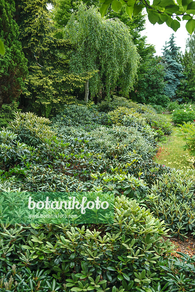 517236 - Yakushima rhododendron (Rhododendron degronianum subsp. yakushimanum)