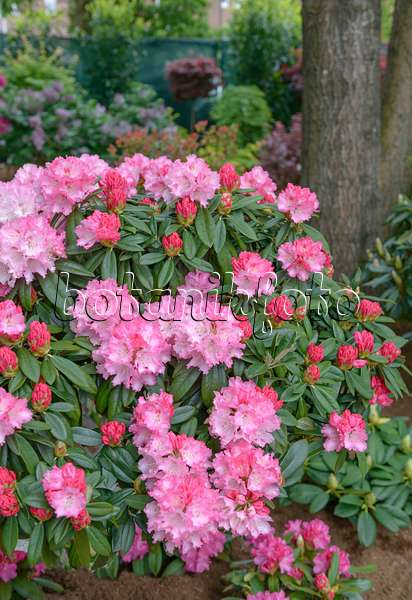 558208 - Yakushima rhododendron (Rhododendron degronianum subsp. yakushimanum 'Arabella')