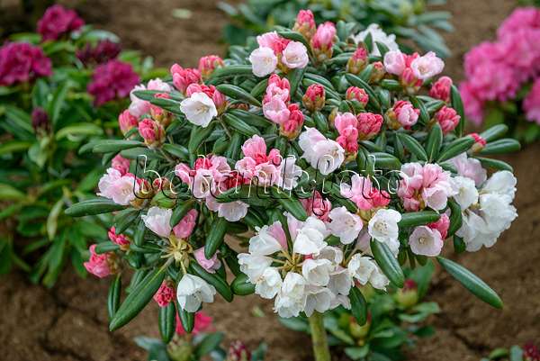 575311 - Yakushima rhododendron (Rhododendron degronianum subsp. yakushimanum 'Koichiro Wada')
