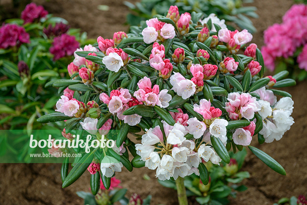 575311 - Yakushima rhododendron (Rhododendron degronianum subsp. yakushimanum 'Koichiro Wada')