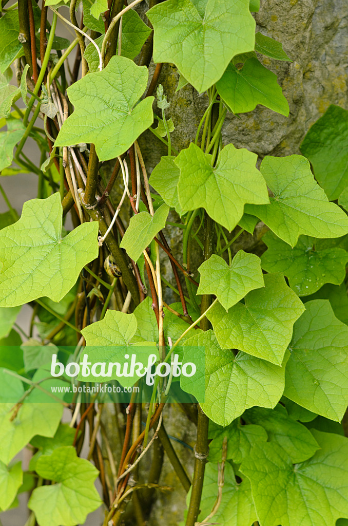 520457 - Yam (Dioscorea balcanica)