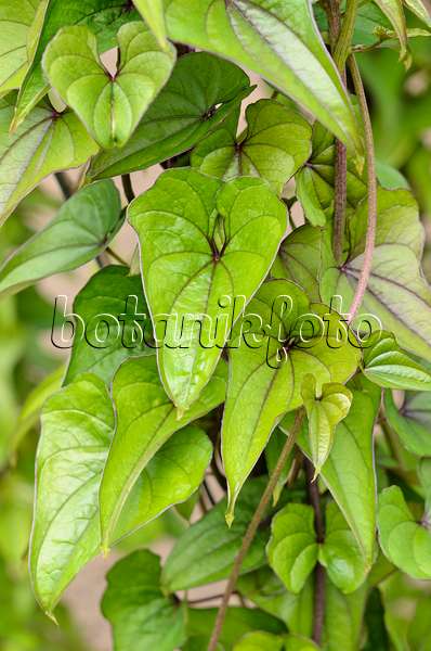 521175 - Yam (Dioscorea japonica)