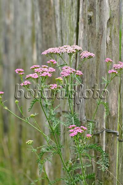 486178 - Yarrow (Achillea) at a wooden fence