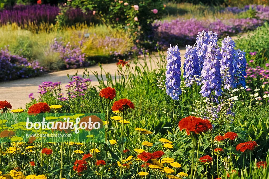 379088 - Yarrow (Achillea), Maltese cross (Lychnis chalcedonica syn. Silene chalcedonica) and larkspur (Delphinium elatum)