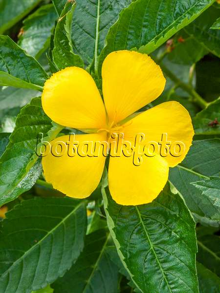 411207 - Yellow alder (Turnera ulmifolia)