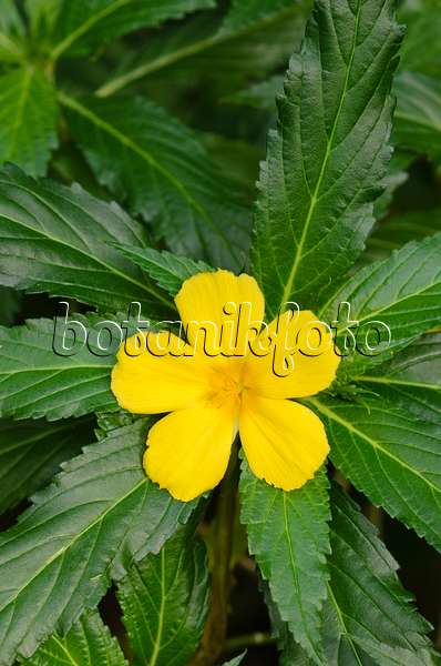 519118 - Yellow alder (Turnera ulmifolia)