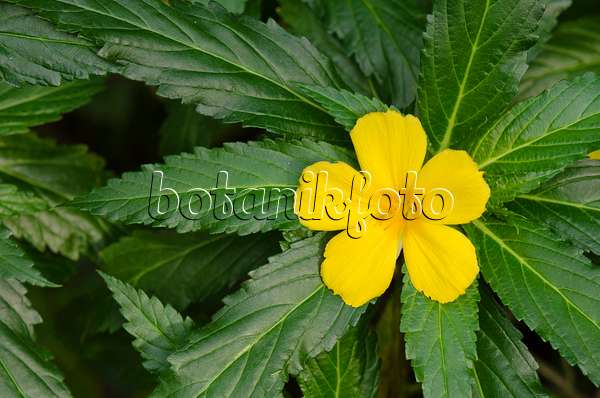 519119 - Yellow alder (Turnera ulmifolia)