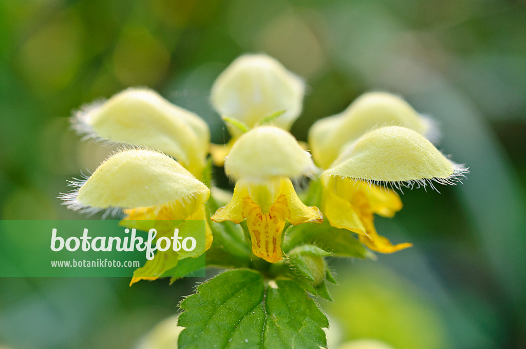 471255 - Yellow archangel (Lamium galeobdolon 'Florentinum' syn. Lamiastrum galeobdolon 'Florentinum')