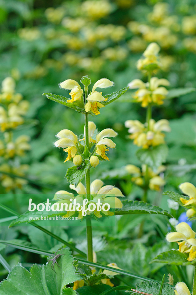 471256 - Yellow archangel (Lamium galeobdolon 'Florentinum' syn. Lamiastrum galeobdolon 'Florentinum')