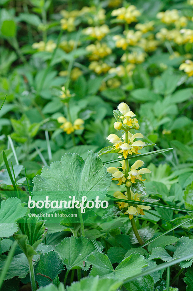 471257 - Yellow archangel (Lamium galeobdolon 'Florentinum' syn. Lamiastrum galeobdolon 'Florentinum')