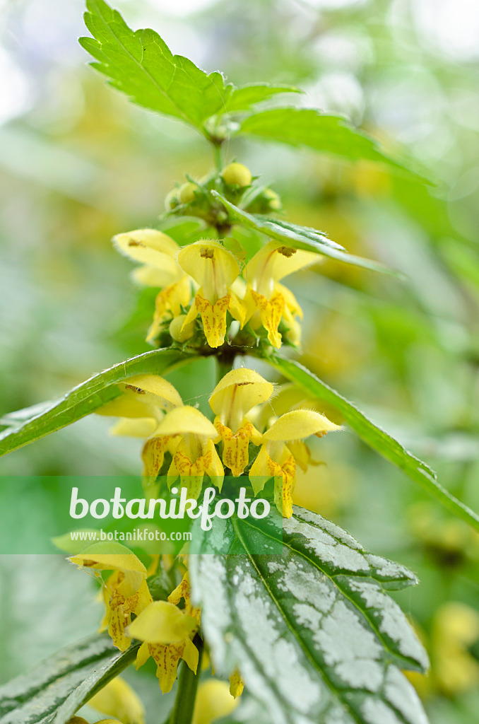 508110 - Yellow archangel (Lamium galeobdolon 'Hermann's Pride' syn. Lamiastrum galeobdolon 'Hermann's Pride')