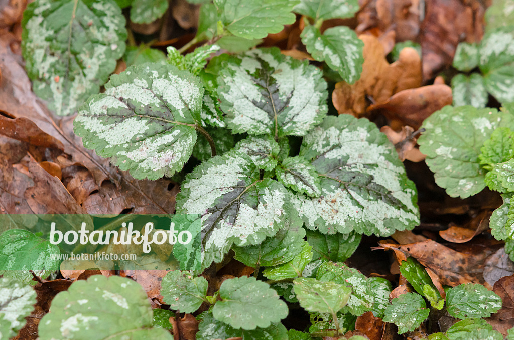 553012 - Yellow archangel (Lamium galeobdolon syn. Lamiastrum galeobdolon)