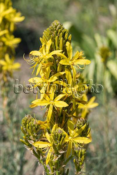 651085 - Yellow asphodel (Asphodeline lutea)