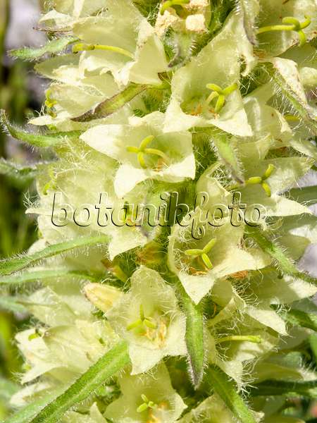 439345 - Yellow bellflower (Campanula thyrsoides)