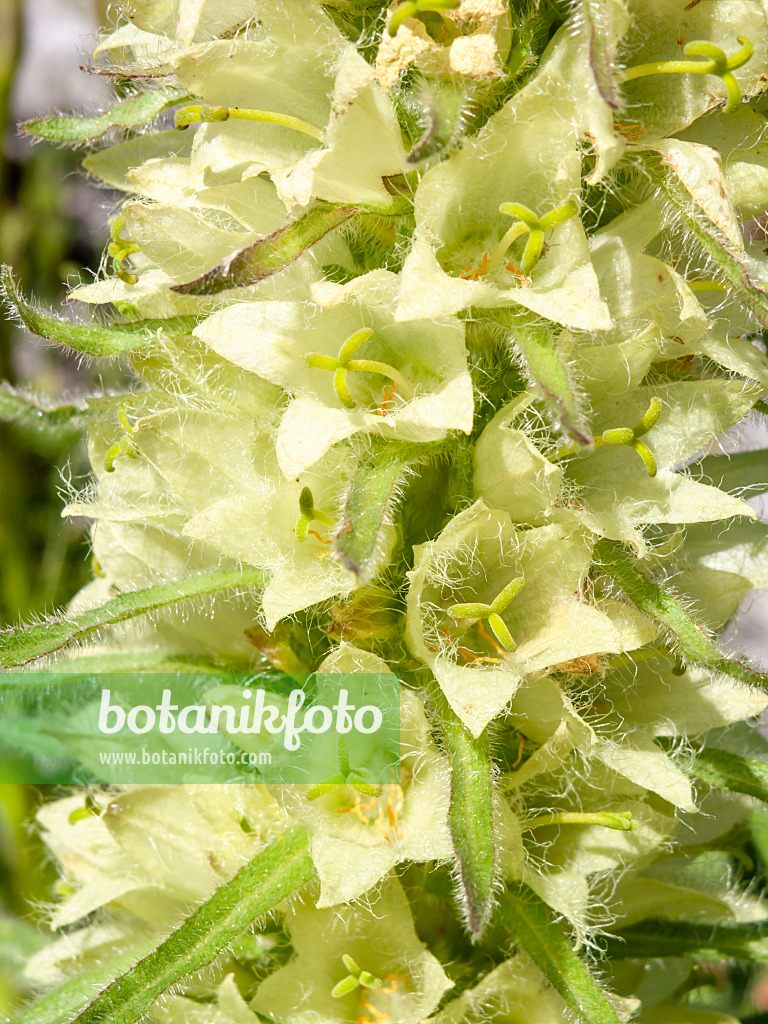 439345 - Yellow bellflower (Campanula thyrsoides)