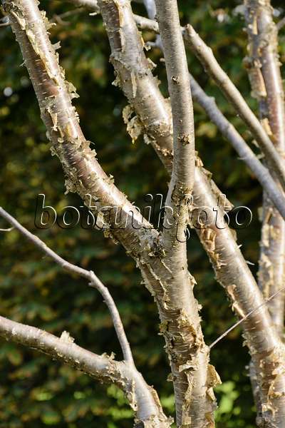 489052 - Yellow birch (Betula alleghaniensis)