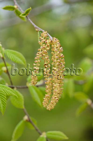 519191 - Yellow birch (Betula alleghaniensis)