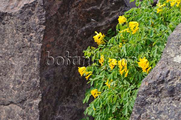 472117 - Yellow corydalis (Corydalis lutea syn. Pseudofumaria lutea)