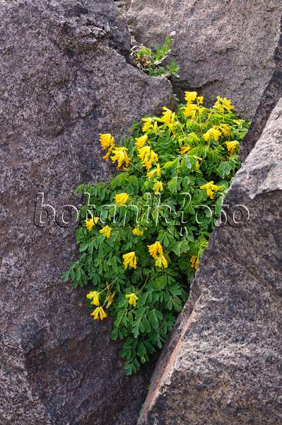472118 - Yellow corydalis (Corydalis lutea syn. Pseudofumaria lutea)