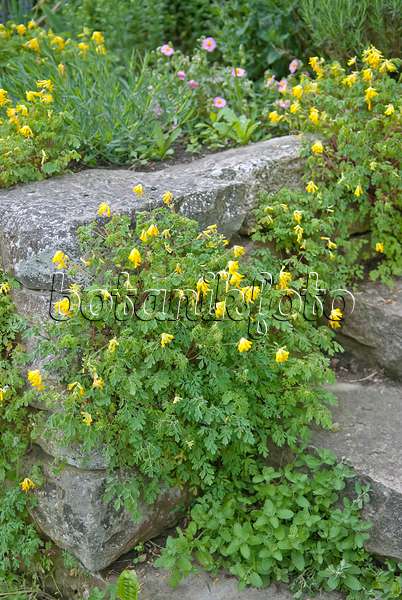 502167 - Yellow corydalis (Corydalis lutea syn. Pseudofumaria lutea)