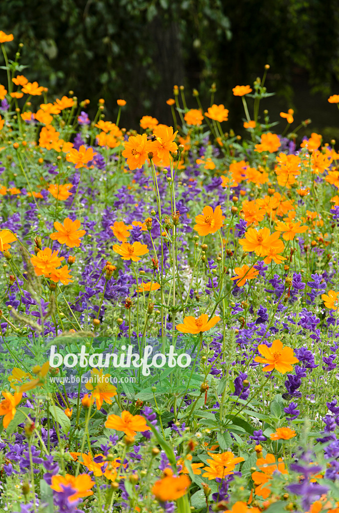 522072 - Yellow cosmos (Cosmos sulphureus) and annual sage (Salvia viridis syn. Salvia horminum)