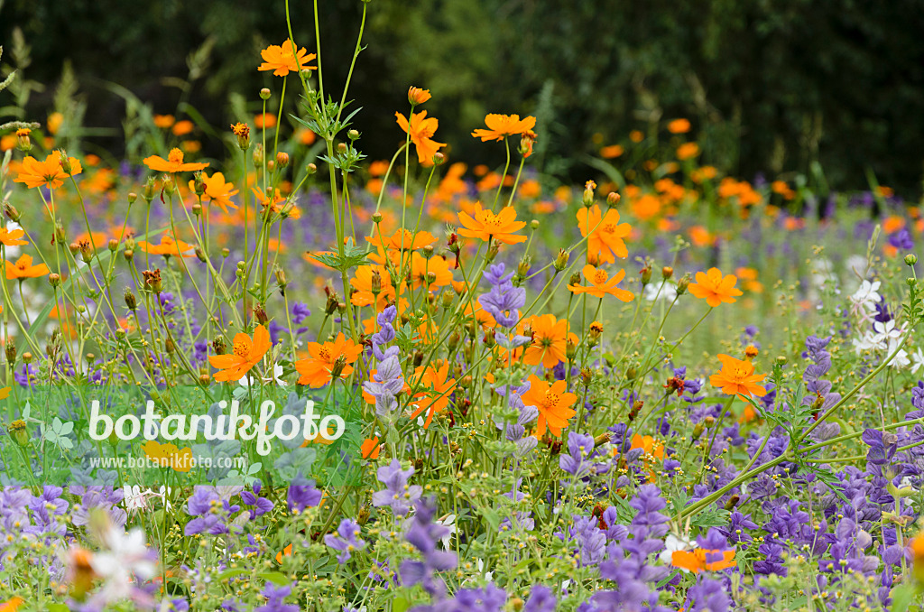 522076 - Yellow cosmos (Cosmos sulphureus) and annual sage (Salvia viridis syn. Salvia horminum)