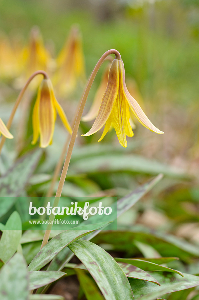 471100 - Yellow dog's tooth violet (Erythronium americanum)