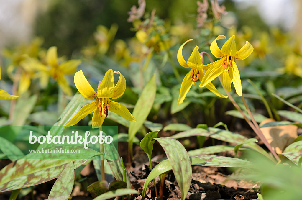 507053 - Yellow dog's tooth violet (Erythronium americanum)