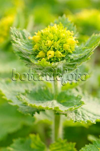 471062 - Yellow figwort (Scrophularia vernalis)