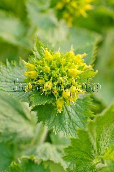 471063 - Yellow figwort (Scrophularia vernalis)