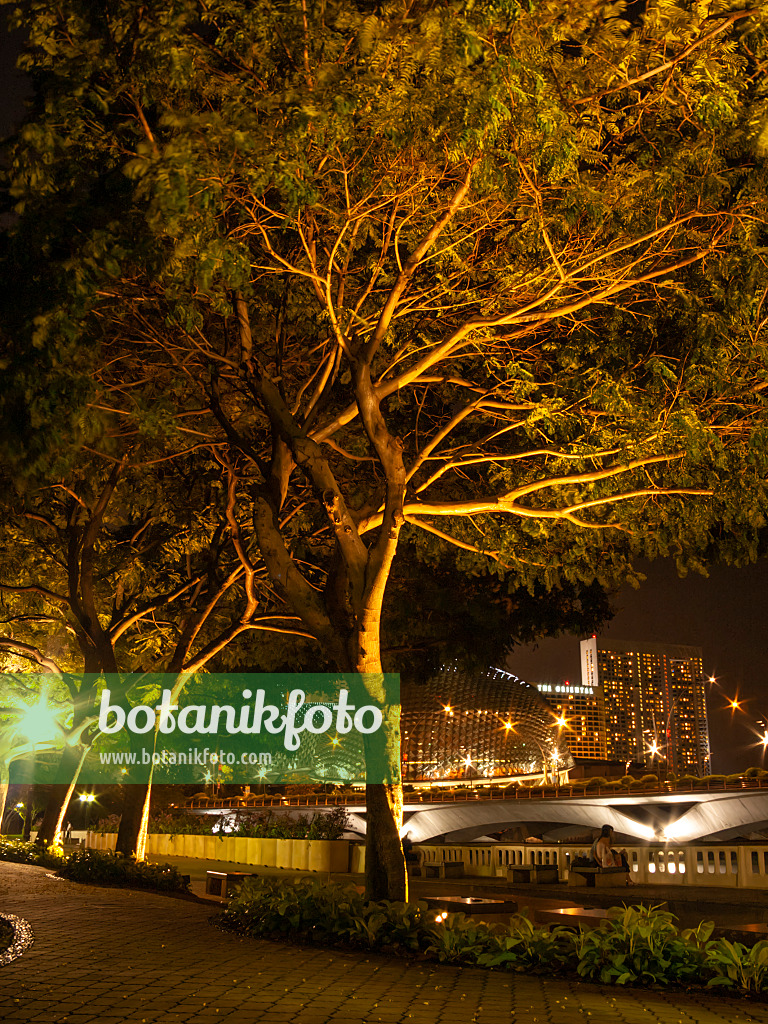 411228 - Yellow flame tree (Peltophorum pterocarpum), Esplanade Park, Singapore