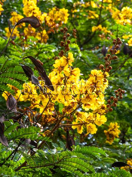Image Yellow flame tree (Peltophorum pterocarpum) - 434257 - Images of  Plants and Gardens - botanikfoto