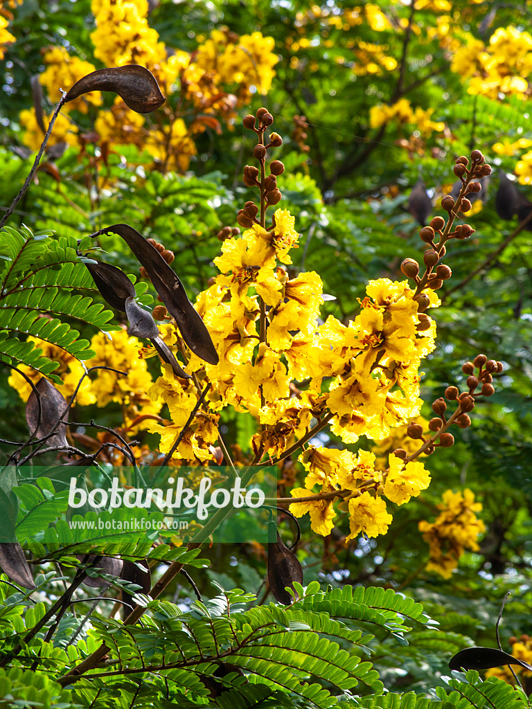 Image Yellow flame tree (Peltophorum pterocarpum) - 434257 - Images of  Plants and Gardens - botanikfoto