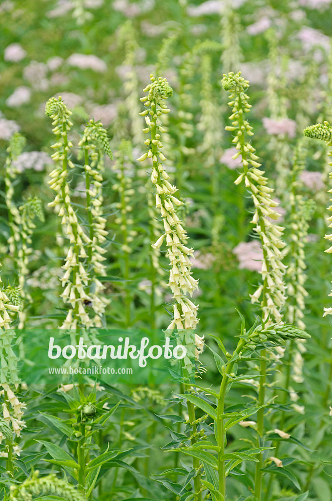 485112 - Yellow foxglove (Digitalis lutea)