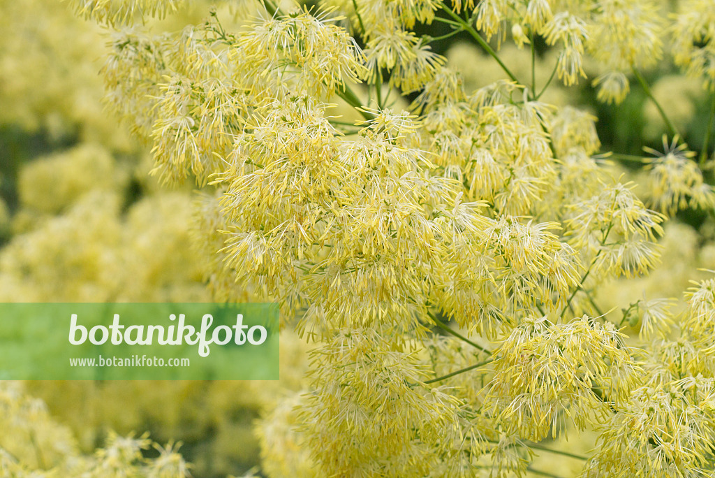 558305 - Yellow meadow rue (Thalictrum flavum)