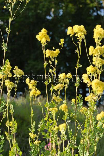 485143 - Yellow meadow rue (Thalictrum flavum subsp. glaucum syn. Thalictrum speciosissimum)