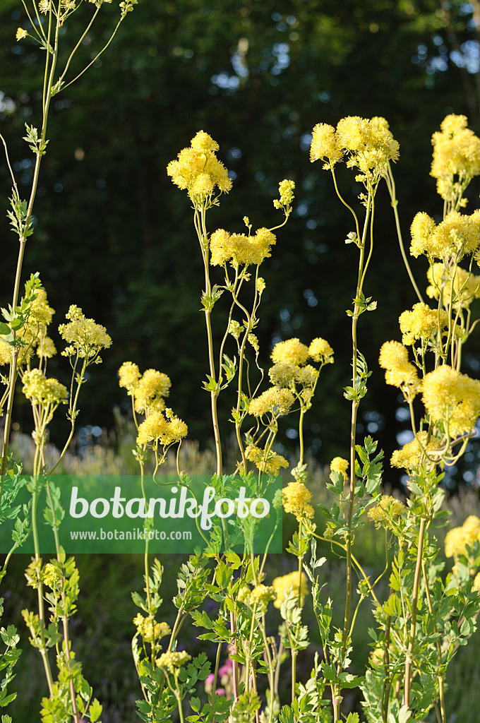 485143 - Yellow meadow rue (Thalictrum flavum subsp. glaucum syn. Thalictrum speciosissimum)