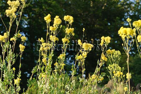 485144 - Yellow meadow rue (Thalictrum flavum subsp. glaucum syn. Thalictrum speciosissimum)