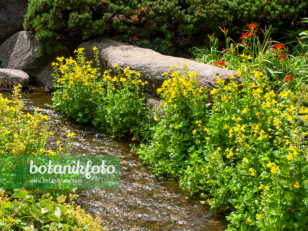 462077 - Yellow monkey flower (Mimulus luteus) and day lily (Hemerocallis)