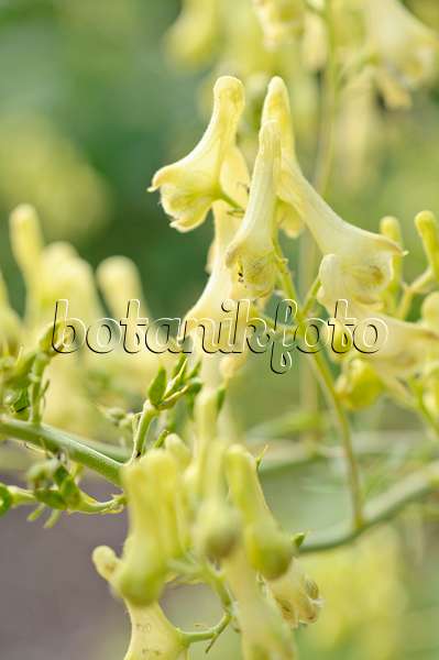 486108 - Yellow monkshood (Aconitum lycoctonum subsp. neapolitanum syn. Aconitum lamarckii)