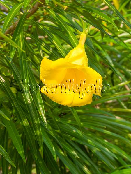 411269 - Yellow oleander (Thevetia peruviana)