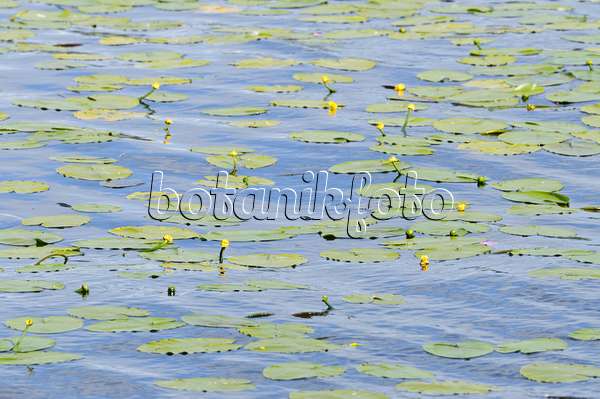 485115 - Yellow pond lily (Nuphar lutea)